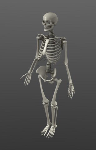 Simple Rigged Skeleton preview image 1